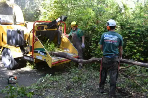 tree services Los Alamitos